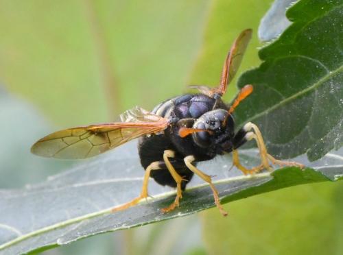 Abia nitens